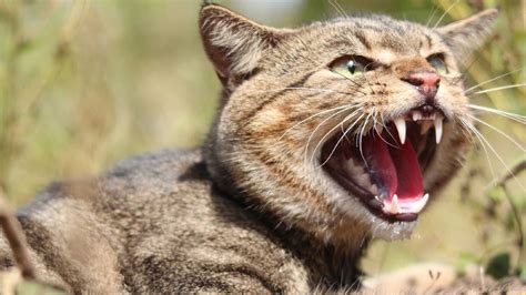Call For Feral Cats To Be Listed As Pests Allowing Them To Be Hunted