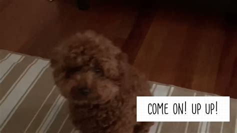 Cute Toy Poodle Crying Youtube