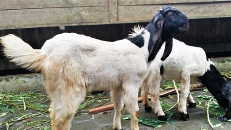 Jenis kambing etawa ternyata ada 5 macam. 25 Jenis Kambing Pedaging Lengkap Beserta Dengan Foto Gambar