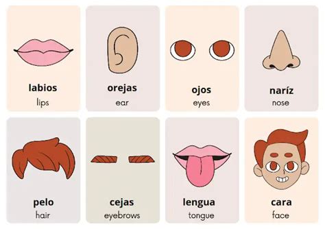 Parts Of The Face Spanish Flashcards Spanish To Go