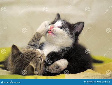 Two Kittens Playing Stock Image Image Of Curious Domesticated 40588953