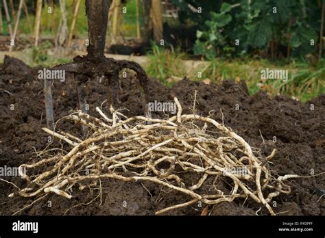 Garden Weeds Hi Res Stock Photography And Images Alamy