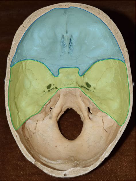 Anterior Cranial Fossa Anatomy