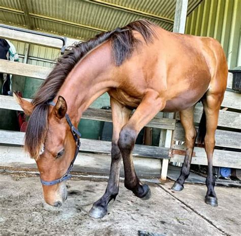 Warmblood X Colt Horses And Ponies Gumtree Australia Clarence Valley