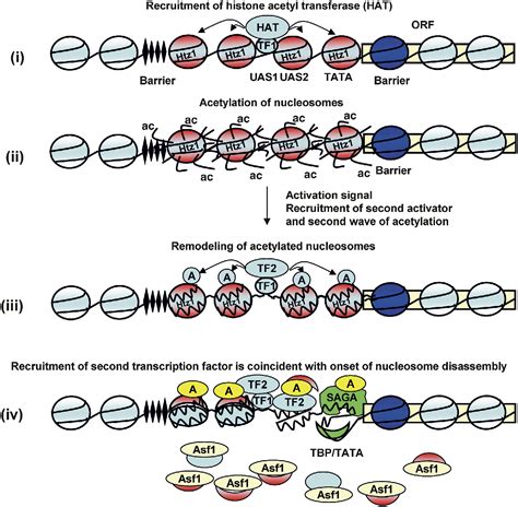 the dynamics of chromatin remodeling at promoters molecular cell