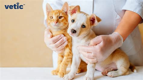 Why Take Your Pets For Regular Veterinary Check Ups