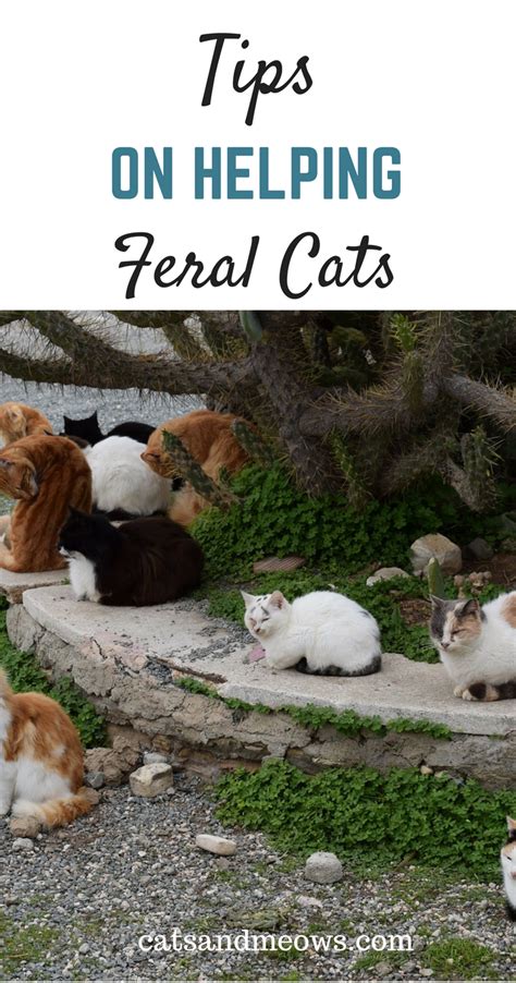 How To Help Feral Cats The Ways You Can Help Our Homeless Furry