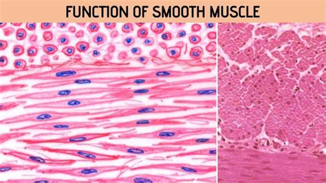 Smooth Muscle Function Rajus Biology