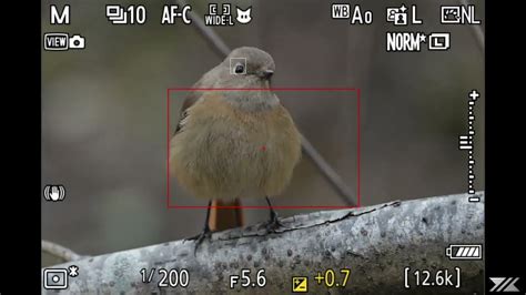 Nikon Z9 Bird Detection Phoenicurus Auroreus Youtube