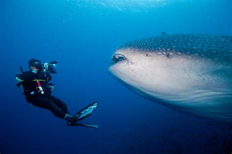 Whale Shark And Diver Marko Dimitrijevic Photography