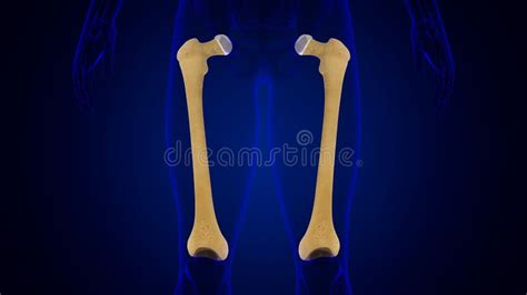 Human Skeleton Anatomy Femur Bone 3d Rendering Stock Illustration