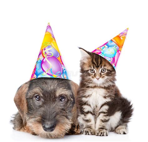 Cat And Dog In Birthday Hats Looking At Camera Together Isolated On