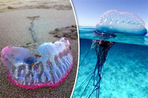 The main part of the portuguese man o' war is clear and looks like jelly. Portuguese Man of War: Britain invaded by thousands of ...