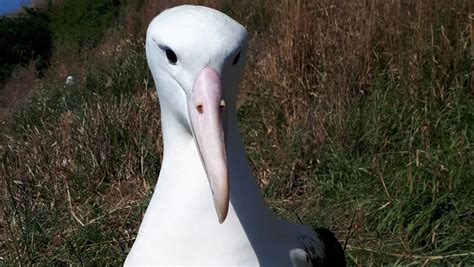 Love Continues For Same Sex Albatross Couple On Otago Peninsula Stuff