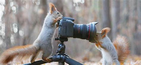 Funny Squirrels Playing With Camera Snow And Nuts