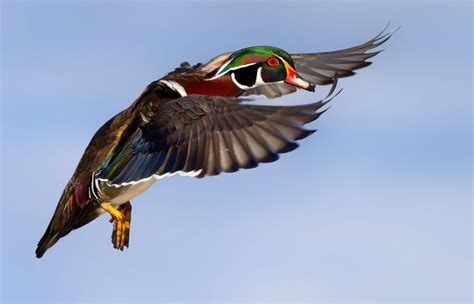 Wood Duck In Flight Feederwatch