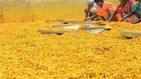 Turmeric Price Increases The Hindu Businessline