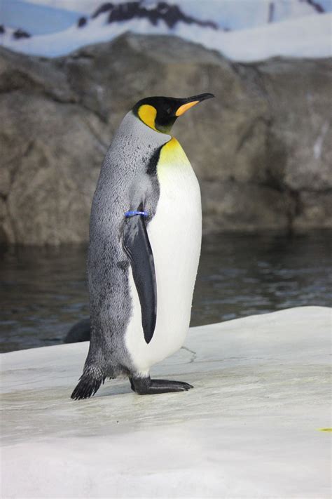King Penguin Free Stock Photo Public Domain Pictures