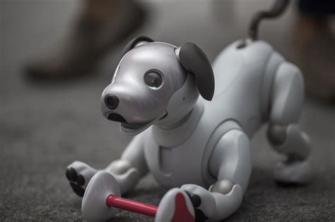 Sony Is About To Release Its Robot Dog Aibo In The Us