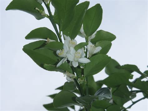 When will it be mature enough to bear fruit? Forum: Finger Limes