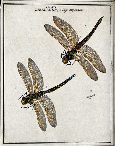 A Stunning Collection Of Free Vintage Dragonfly Drawings And