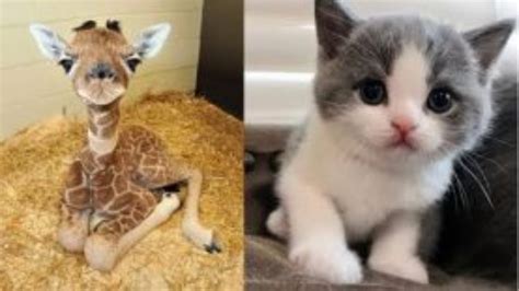 Cute Baby Animals Compilation 2 Cute And Funny Moments 2020 Youtube