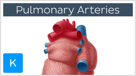 Pulmonary Arteries Location And Function Human Anatomy Kenhub Youtube
