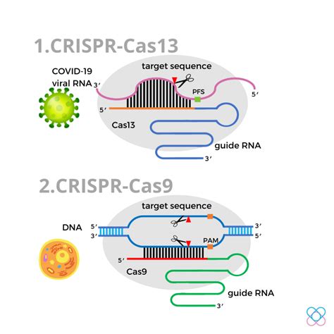 The Crispr Cas Genome Editing System Advanx Health Blog