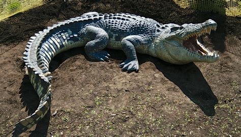 Saltwater Croc Saltwater Crocodile Saltwater Crocodile Facts