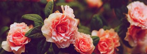Facebook Cover Nature Flower