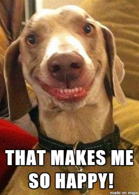 85 Happy Memes That Makes Me So Happy Funny Dog Faces Funny Dog