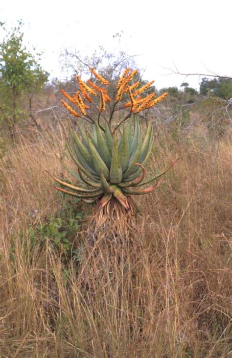 Savanna Biome Plantzafrica