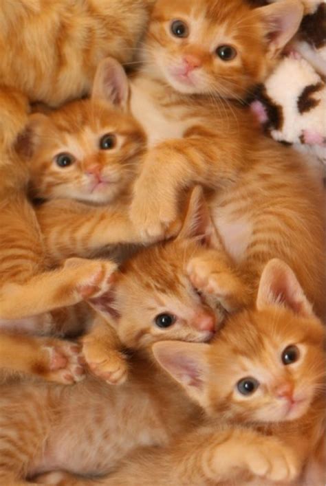 Pile Of Kitties Just Cats And Kittens Pinterest