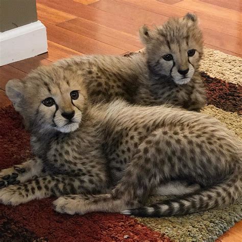 Meet Baby Cheetahs The Newest Additions To The Wild Animal Park