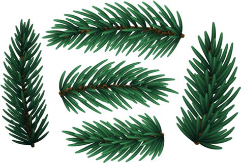 Christmas Pine Branches Png White Pine Clipart Large Size Png Image