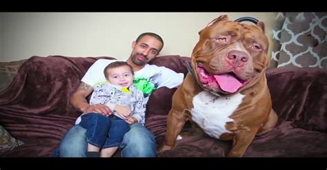 The Biggest Pit Bull In The World Is A Father And His Pups Are Worth More Than A Lamborghini