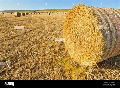 Round Hay Bales Stock Photo Alamy