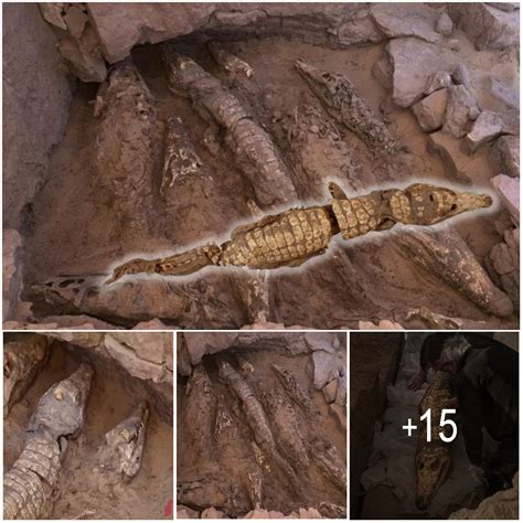 archaeologists unearth 2 500 year old crocodile mummies in egyptian tomb amazing nature
