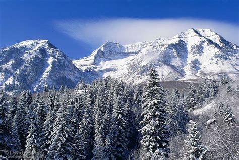 Mount Timpanogos Utah Snow Covered Mountain And Pine Trees