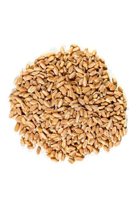 Organic Hard Red Wheat Stock Image Image Of Isolated 80511599