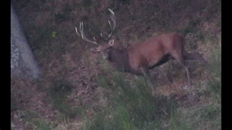 Brame du Cerf 2022 dans le Cantal  YouTube