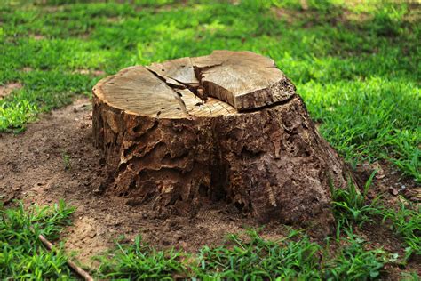 The Dangers Of Diy Tree Stump Removal Tps Tree Services