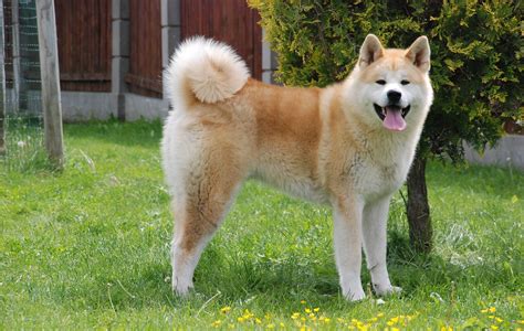 Japanese Akita Inu Info Temperament Puppies Pictures