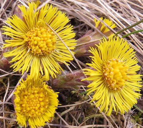 Dank viel beregnung mit dem rasensprenger, sieht mein garten immer noch grün aus, während drum herum mein garten ist ja auch ein ameisenparadies, aber sowas hatte ich zuvor noch nicht gesehen. Huflattich (Tussilago farfara) | Huflattich, Garten, Blumen
