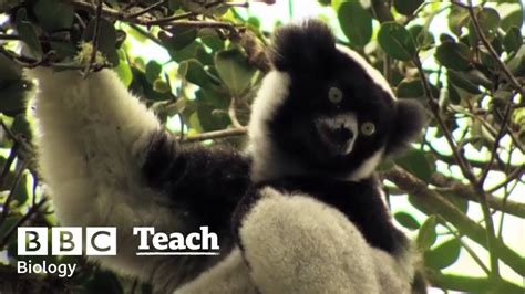 Brian Cox The Evolution And Adaptation Of Lemurs Biology Wonders