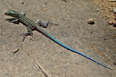 Blue Tailed Lizard Andrew Hall Flickr