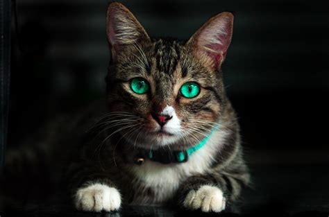 Cat Green Eyes 4k Wallpaperhd Animals Wallpapers4k Wallpapersimages