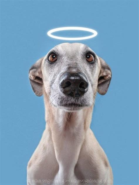 Funny Dog Portraits By Elke Vogelsang 20 Pics Funnyfoto Page 2