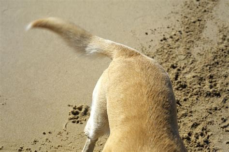 Why Dogs Wag Their Tails And What Tail Wagging Means
