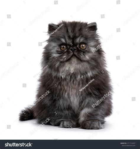 Adorable Fluffy Black Smoke Persian Cat Stock Photo 1711116307
